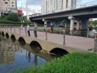 부산 온천천서 숭어·잉어·붕어 물고기 수천마리 떼죽음