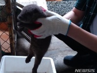문경 모전천서 탈진한 새끼 수달 발견…“동물병원 거쳐 방생”