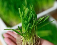 해독작용에 탁월하다는 ‘새싹보리’ 부작용은?