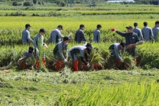 [포토] 태풍에 쓰러진 벼 세우는 장병들