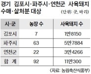 강력한 대책으로 한숨 돌린 ASF… 멧돼지 퇴치·농가 반발이 숙제로