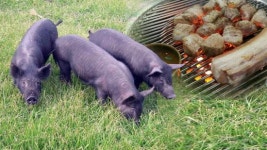 제주흑돼지 맛 비결, 육질 유전자 ‘MYH3’ 찾았다