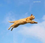 고양이만 찍는 사진가 “취미로 시작… 어느새 7년” (인터뷰·포토)