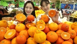 제주 한라봉, “잘 익은 것만 출하” 맛 검사 도입