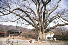 승천하는 청룡이 휘감아 도는 한반도