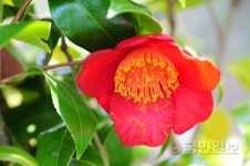 완도수목원서 ‘동백꽃 사진전’ 즐기세요!