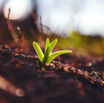 [포토 카페] 희망의 싹