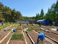 포항시 공영도시생태텃밭 인기
