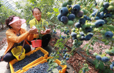 [포토] 건강에 베리 굿! 블루베리 수확