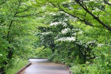 ‘작은 한라산’ 한라생태숲 전구간 ‘무장애 길’ 된다