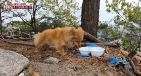 주인 찾아 2년간 산 절벽에서… 짠한 누렁이 사연