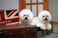 댕댕이와 함께 남이섬 숲속 ‘원스톱 호캉스’