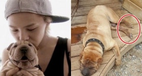 “발톱 왜 저래?”… 지드래곤 반려견 가호 근황 논란
