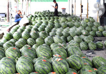 [포토] 초복 앞두고 쏟아지는 수박