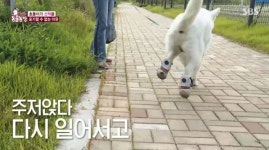 장애견을 관종견으로 편집… TV동물농장 시청자 항의 봇물