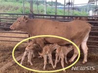 ‘암송아지 우수상’ 예천 농장서 세쌍둥이 송아지 태어났다