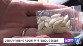 “미친 듯이 자라났다”…중국발 ‘의문의 씨앗’ 심어보니