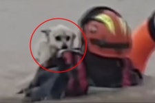 딱 붙어 ‘바들바들’…놀란 표정으로 구조되는 흰강아지