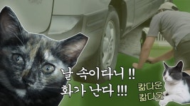 ‘야옹야옹’ 자동차 엔진룸에서 들려온 그 소리 [개st하우스]