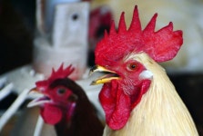 “온동네 깨운다” 반려닭 키우다 벌금 맞은 이탈리아 80대