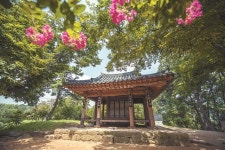 짙푸른 나무 그늘 속 보랏빛 유혹