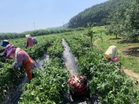 농민 일솝 돕기 출격…수확한 고추 현장서 매입