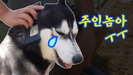 “그렇다고 산에 버리냐ㅠㅠ” 허숙희의 슬픈 사연 [개st하우스]