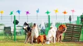 “그렇다고 산에 버리냐ㅠㅠ” 허숙희의 슬픈 사연 [개st하우스]