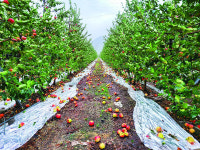 농심 외면하는 농작물재해보험… 시늉만 낸 태풍 보상