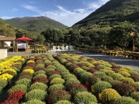 완도수목원서 ‘국화향기’ 힐링···17~25일 ‘가을산책주간’