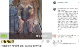 “사람 발길질에 눈 뽑힌 유기견…동물학대범 찾아요”