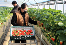 [포토] 비닐하우스 딸기 수확 분주