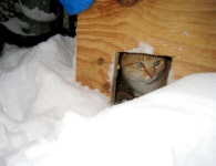 고양이 쉼터, 사람에게도 유용한 이유 [개st상식]