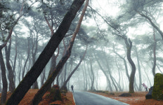 [포토] 안개 자욱한 동호숲 겨울 풍경