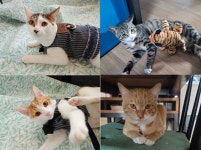 국민일보가 만난 유기동물 25마리, 그 이후 [개st하우스]