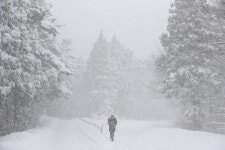 [포착] 도로 위 노루…한파와 폭설로 꽁꽁 언 제주