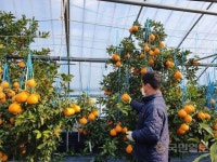 경주서 생산된 ‘경주봉’ 맛과 향으로 소비자 유혹