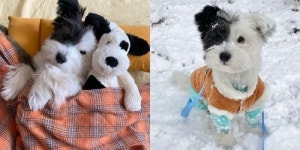 “애니멀호더로부터 구조된 영이…1일 4산책견 됐죠” [인터뷰]