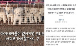 김포 ‘아지네마을’에 철거 명령…갈 곳 없는 유기견 200마리