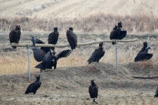 흑두루미·황새에 독수리까지…탐조 ‘핫플’ 서산 천수만