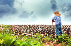 건강기능식품의 으뜸… 홍삼만들기 오직 한길