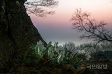 [요즘 여기] 봄바람에 무도회 여는 ‘풍도 아씨’