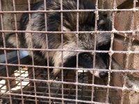 ‘이래도 모피 입겠나…’ 모피농장 동물들 잔혹한 죽음