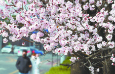 [포토] 빨라진 개화… 도심 살구꽃 만개