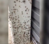 대홍수 겪은 호주 끔찍한 근황… 거미떼 천지