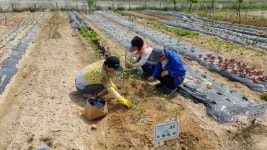 인천환경공단 영종도 주말농장 무상분양