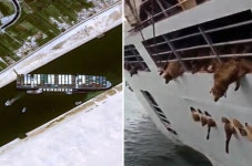 수에즈에 갇힌 동물 수천마리… “24시간 내 비극 벌어질 수도”