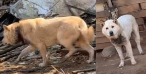 “다리 없는 개 사체에 토치” 인천 개농장 끔찍한 실태