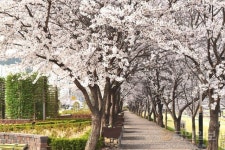 전남서 꽃길여행 즐기세요!