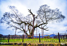 싸움불씨 ‘막말’ 파묻자 마을이 잠잠… 예천 ‘말무덤’의 교훈